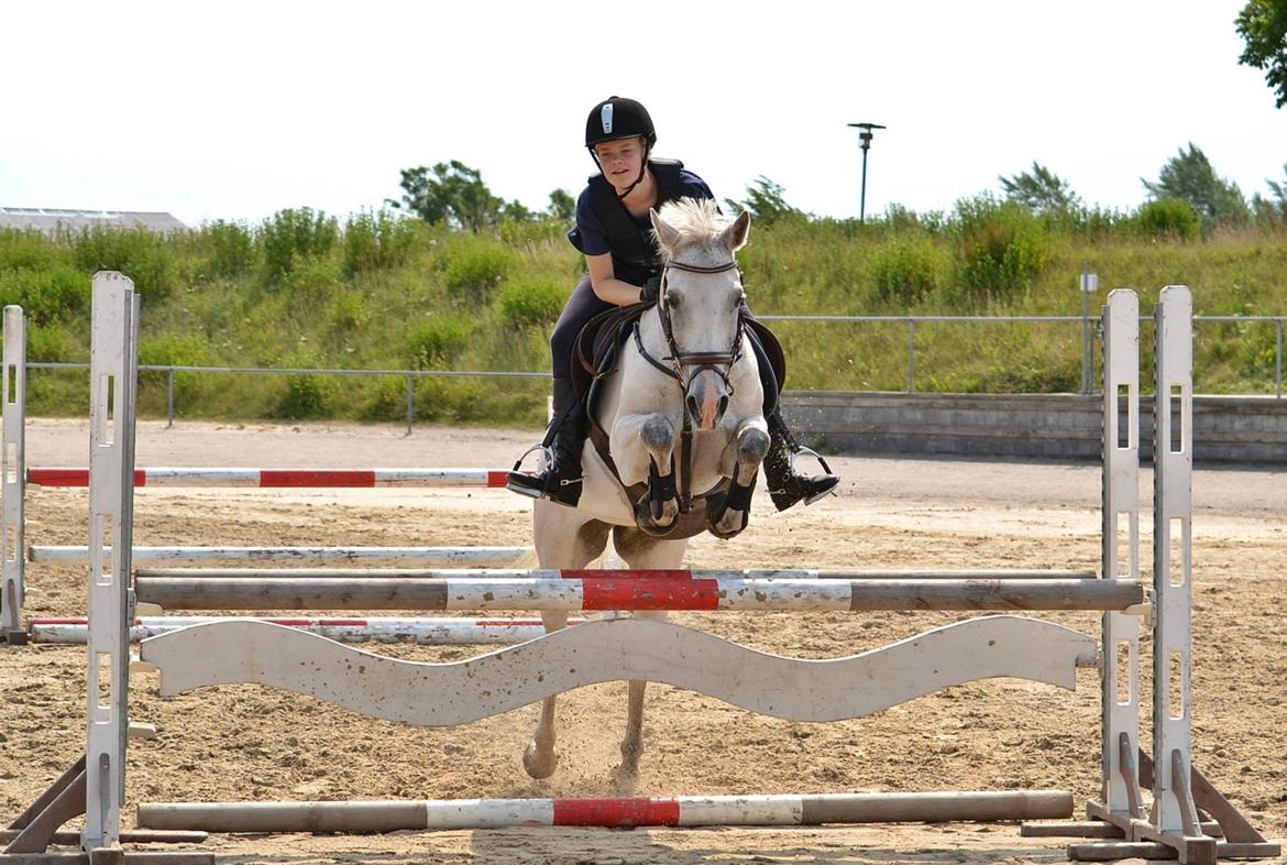 DSP Chanau Venture B-pony - Vilhelmsborg - Fotograf: Nikoline Carlsen billede 15