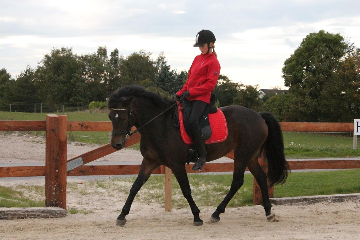 New Forest Hamborgs Fuchsia billede 1