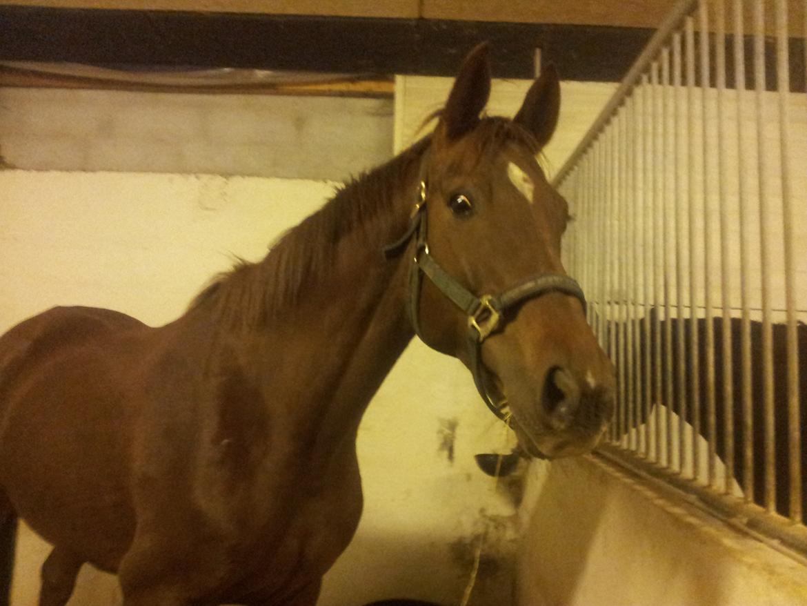 Dansk Varmblod Abelone SOLGT billede 1