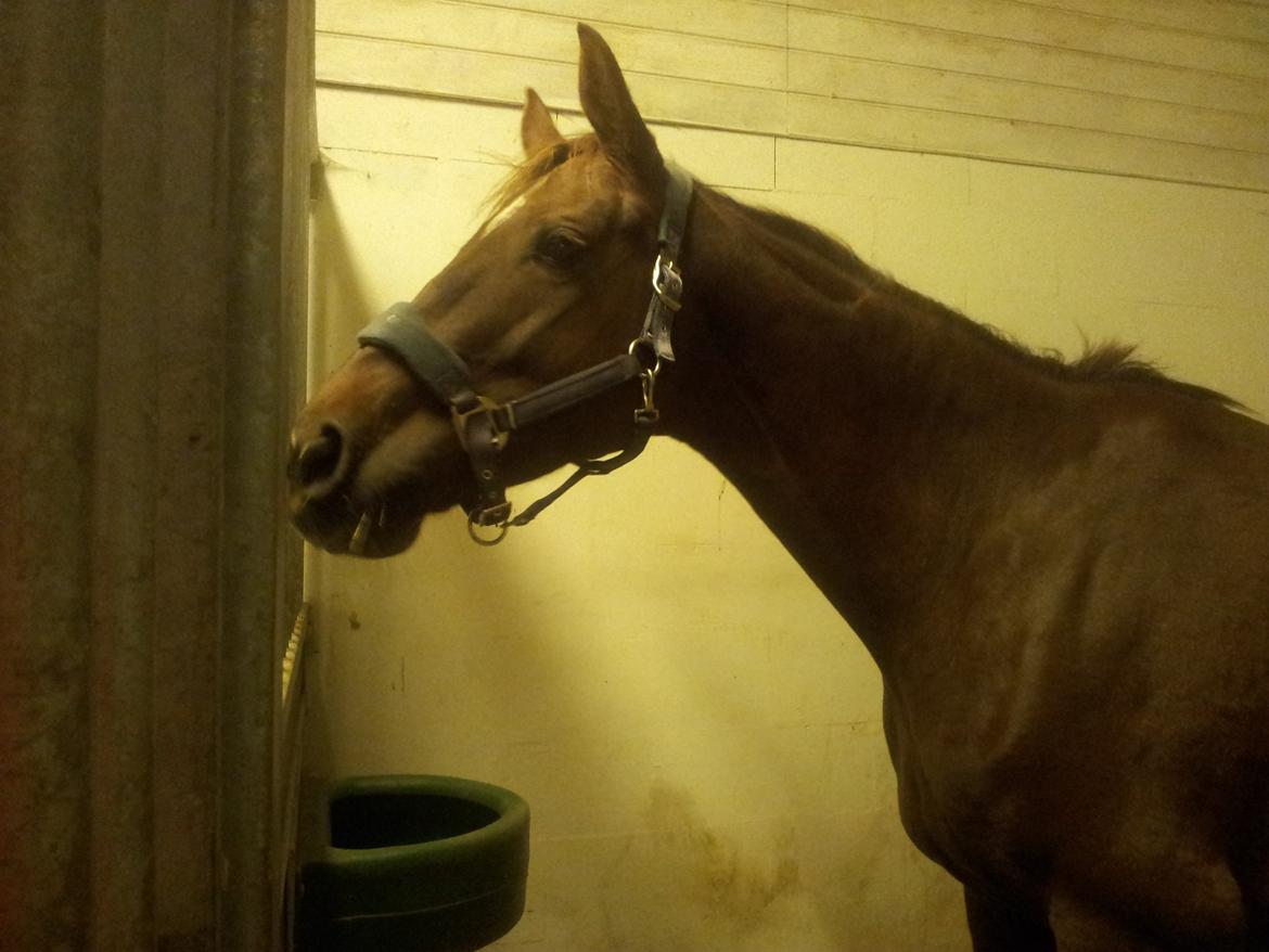 Dansk Varmblod Abelone SOLGT billede 2