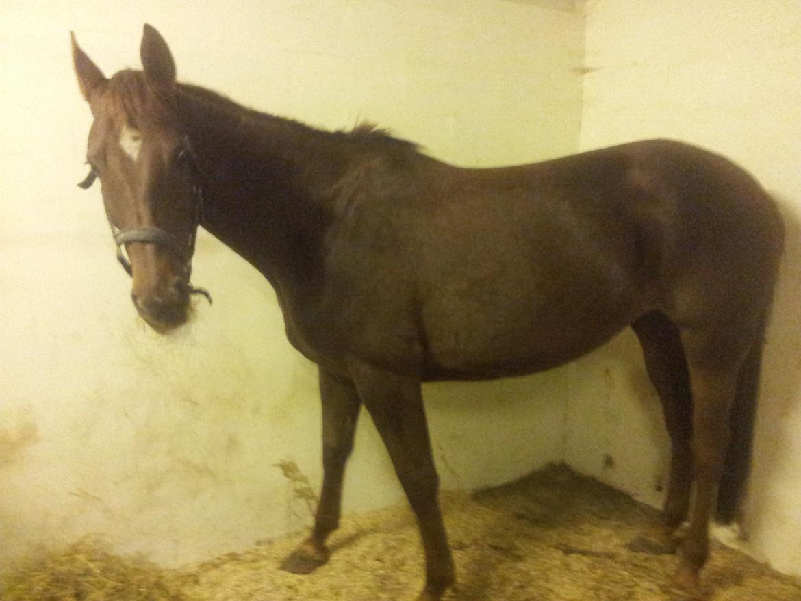 Dansk Varmblod Abelone SOLGT billede 3