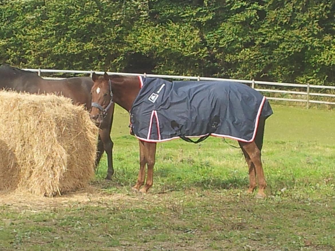 Dansk Varmblod Abelone SOLGT billede 4