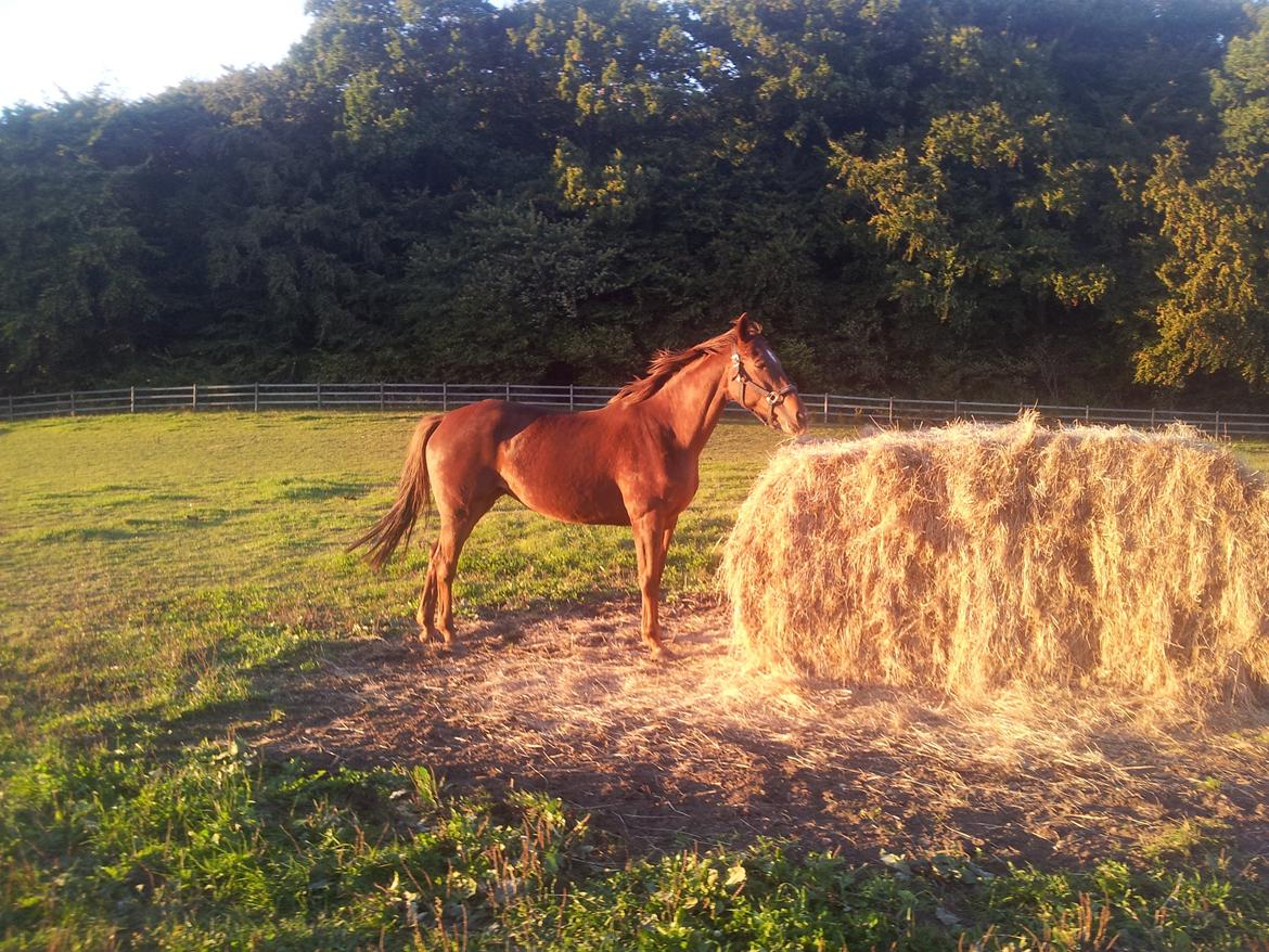 Dansk Varmblod Abelone SOLGT billede 5