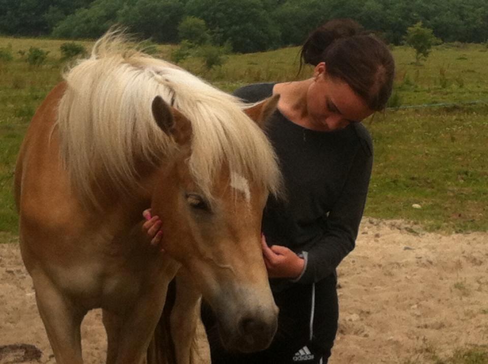 Haflinger KBK 10 Hera billede 2