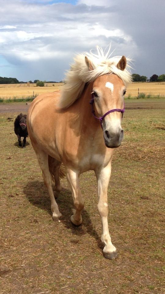 Haflinger KBK 10 Hera billede 1
