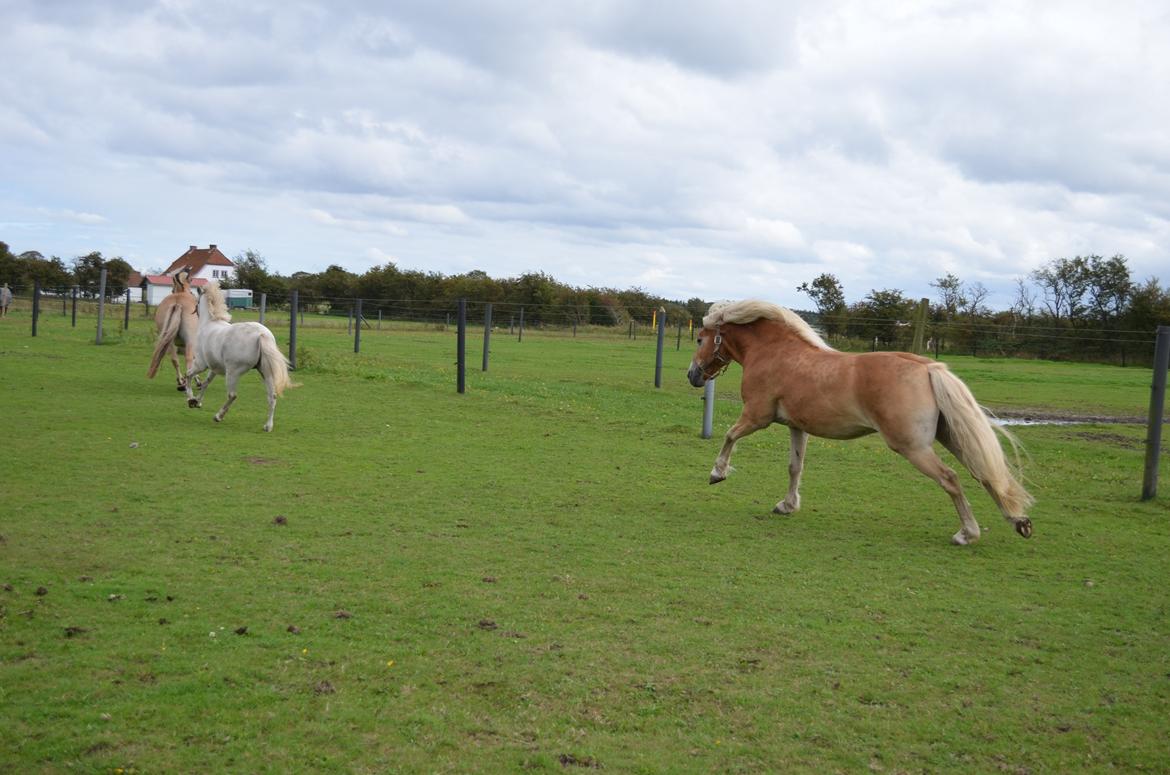 Haflinger Lille Pepsi - JEG SKAL NOK FANGE DIG!!!! billede 14