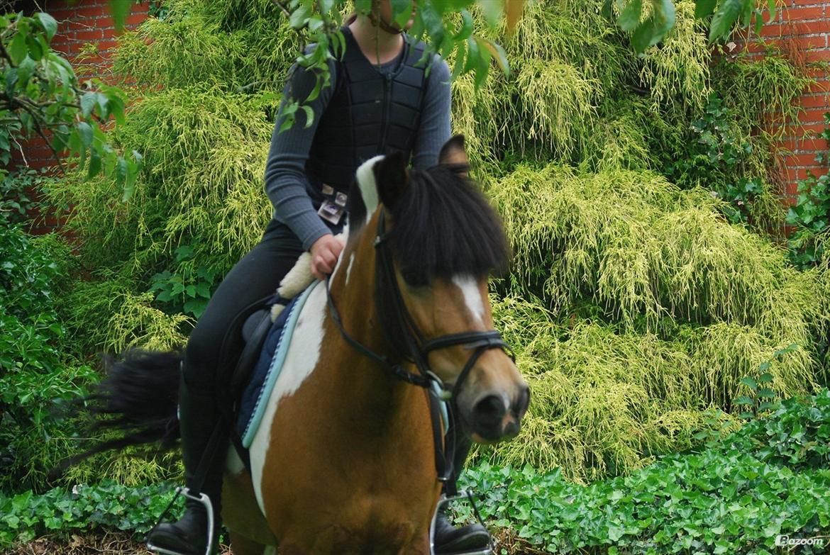 Anden særlig race Color solgt billede 19