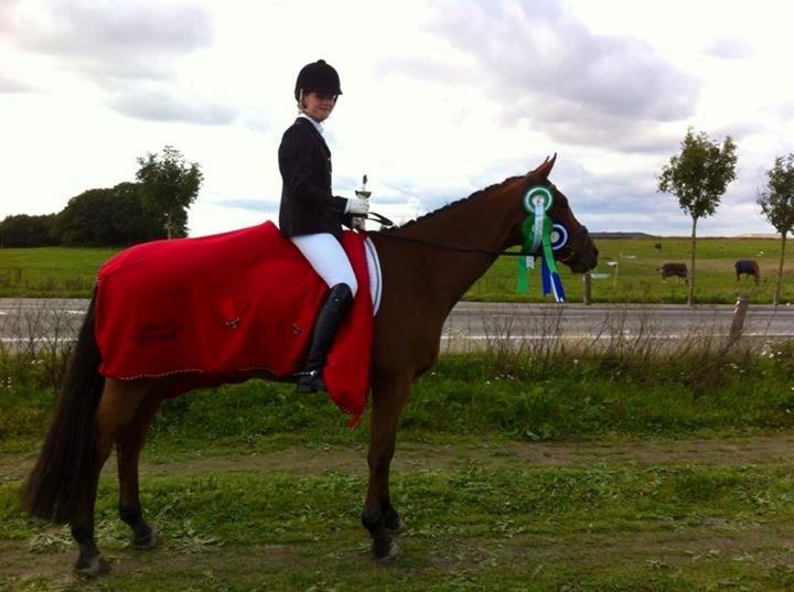 Dansk Varmblod Satchmo - Super stævne i THOR billede 3