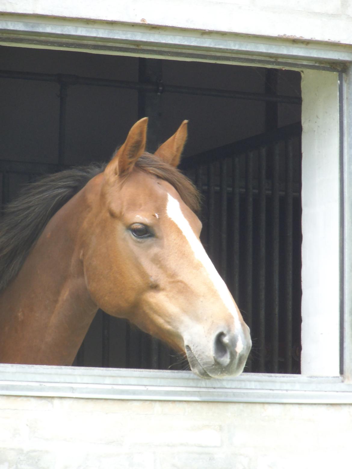 Palomino Aastrupgaards Gry - Kigger ud af staldvinduet. billede 5