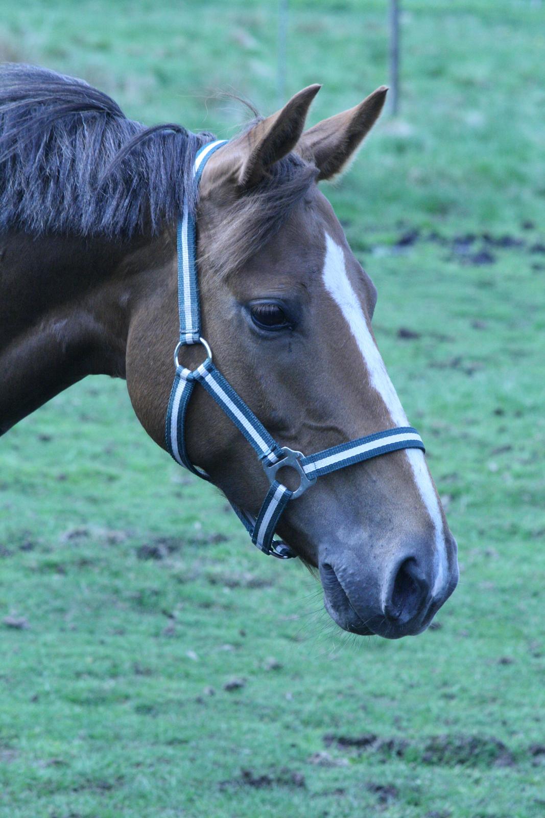 Palomino Aastrupgaards Gry - Ude på folden. billede 8