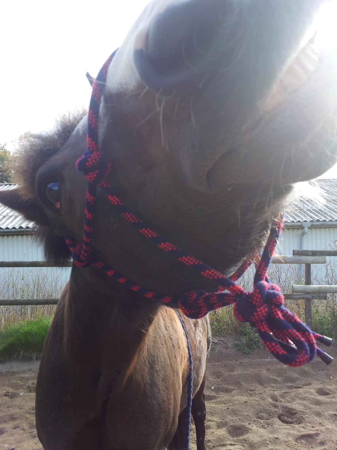 New Forest Chamsiin billede 11