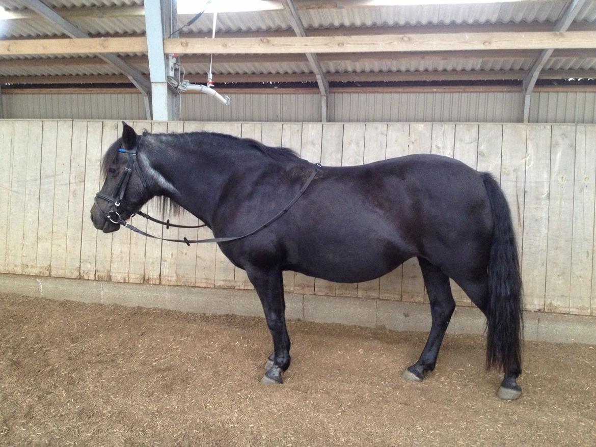 Anden særlig race Flicka billede 3