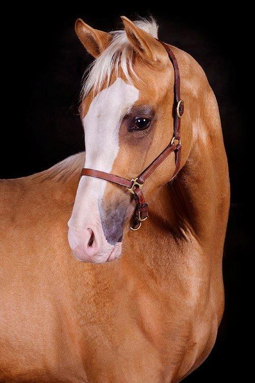 Palomino Richelieu's Fièvre d'or - 6 måneder gammel :-) Foto: Line madsen billede 27