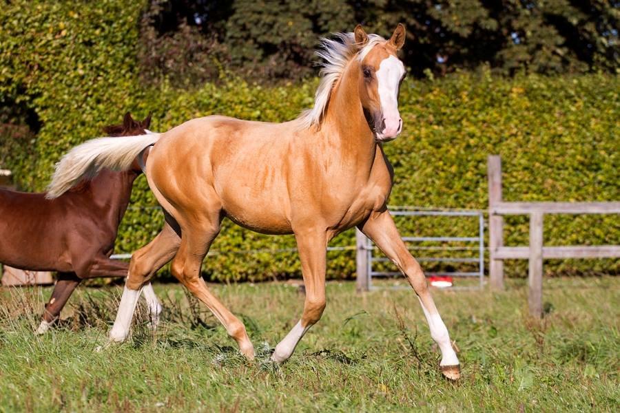 Palomino Richelieu's Fièvre d'or - 3. oktober 2013 - 6 måneder gammel

Foto: Line Madsen billede 35