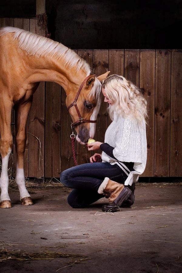 Palomino Richelieu's Fièvre d'or - Fievre og jeg

3. oktober 2013 - 6 måneder gammel

Foto: Line Madsen billede 36