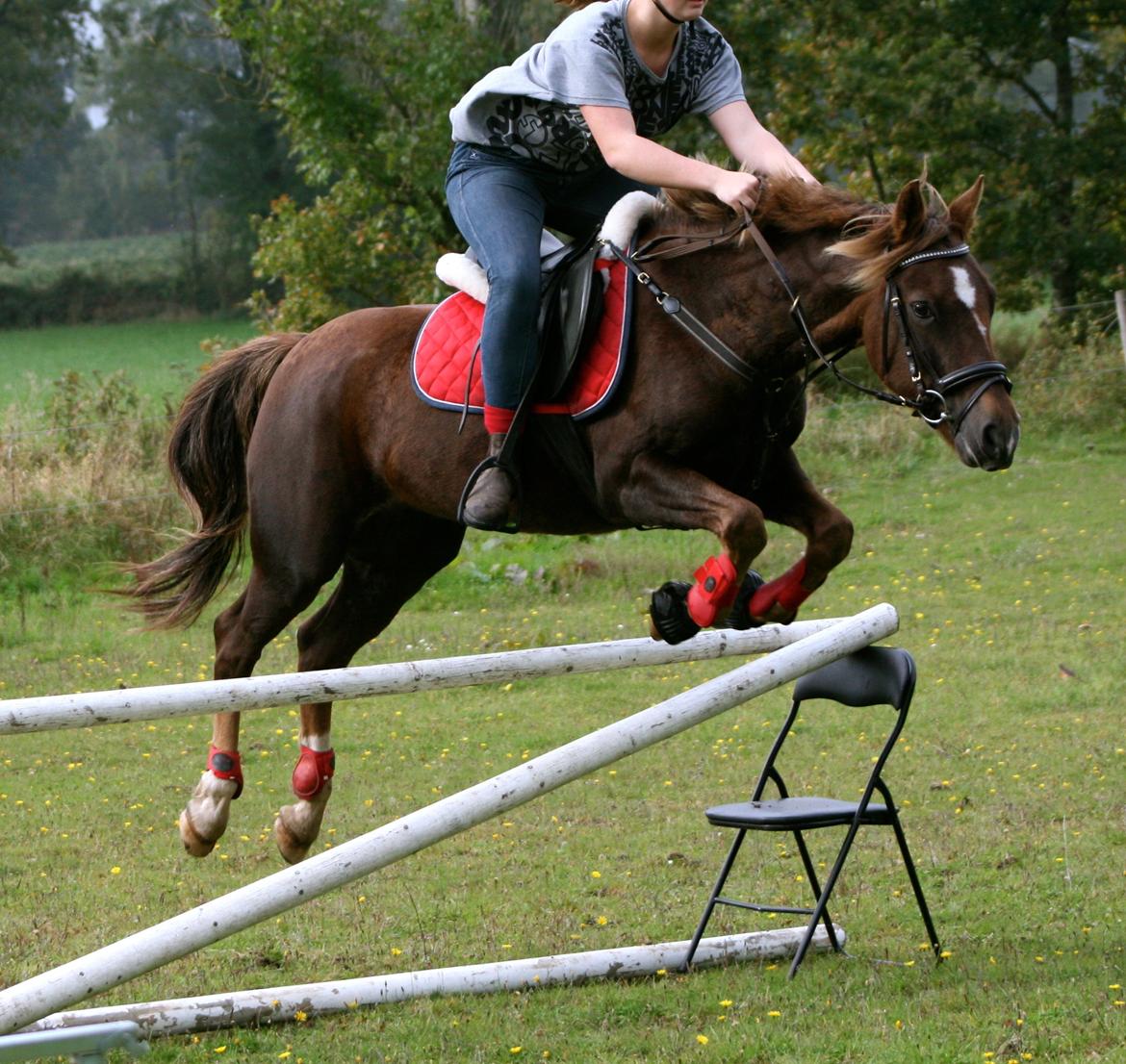 New Forest Freja - !! NYT !! D.5/10-13 billede 2