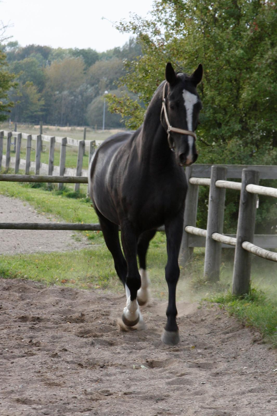 Dansk Varmblod Martinique billede 26