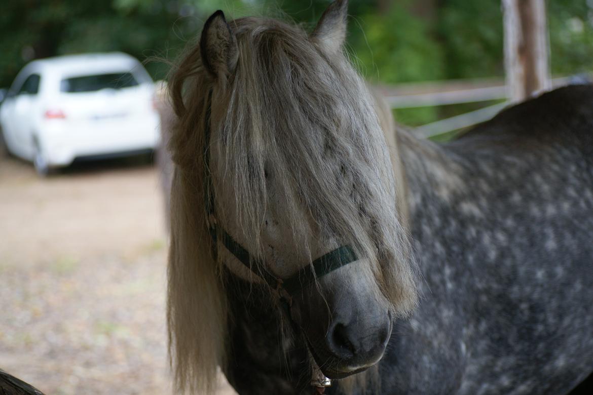 Highland Pony Trailtrow Ghillie Dhu billede 1