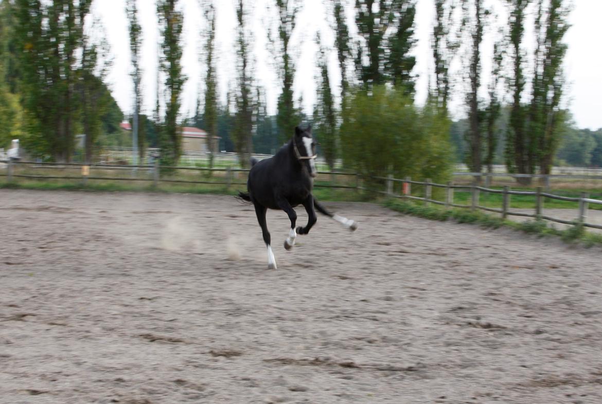 Dansk Varmblod Martinique billede 8