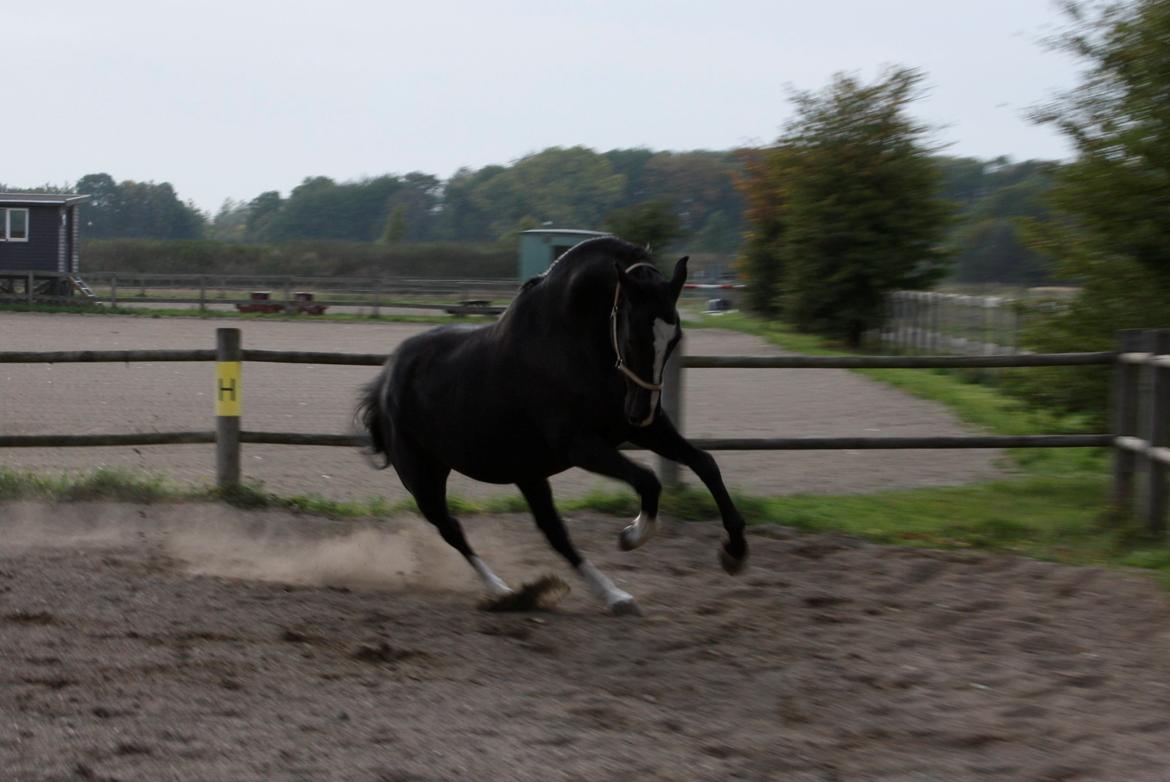 Dansk Varmblod Martinique billede 29