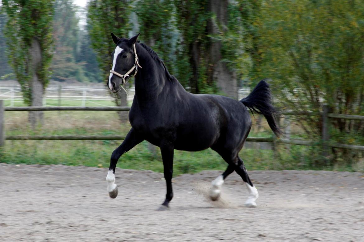 Dansk Varmblod Martinique billede 1