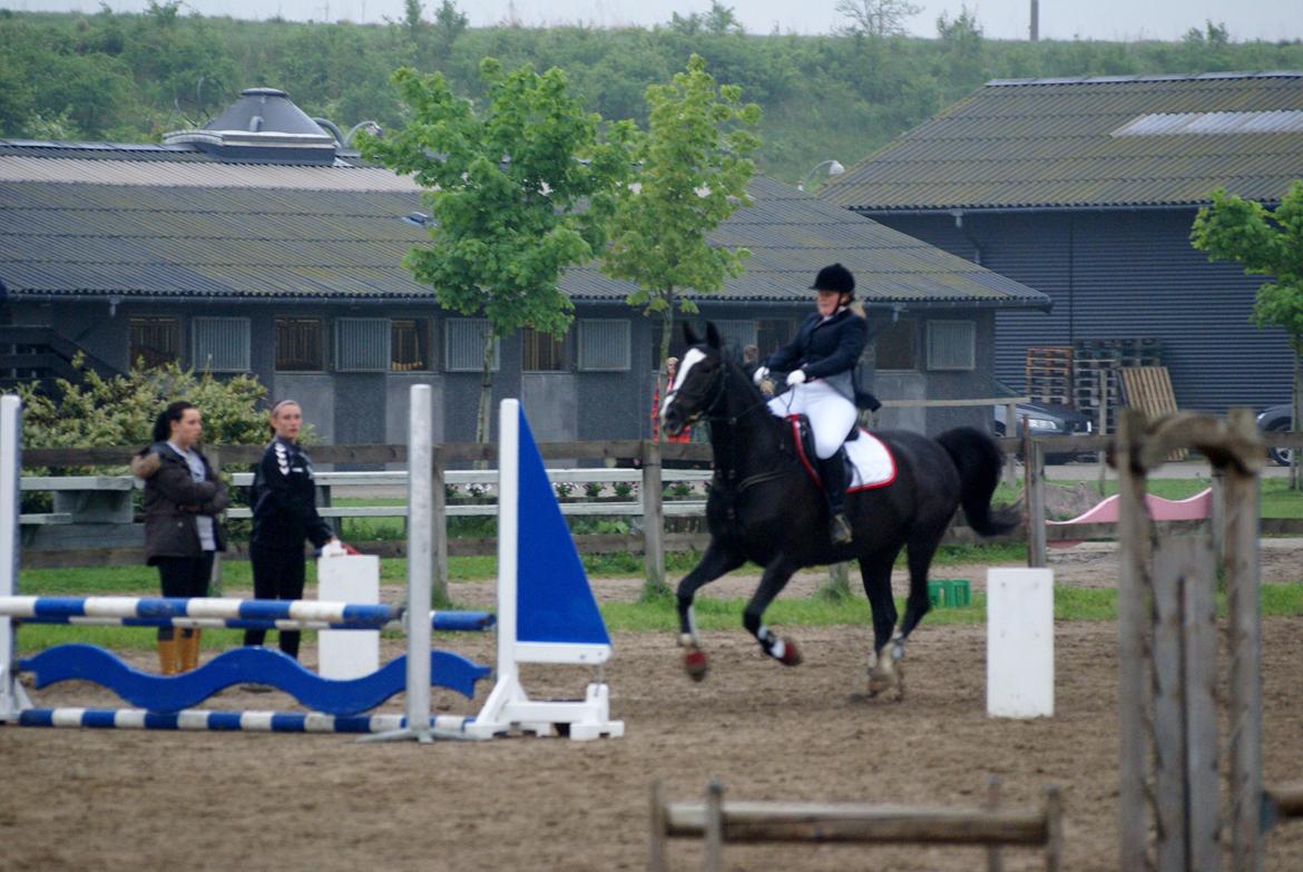 Dansk Varmblod Martinique billede 31