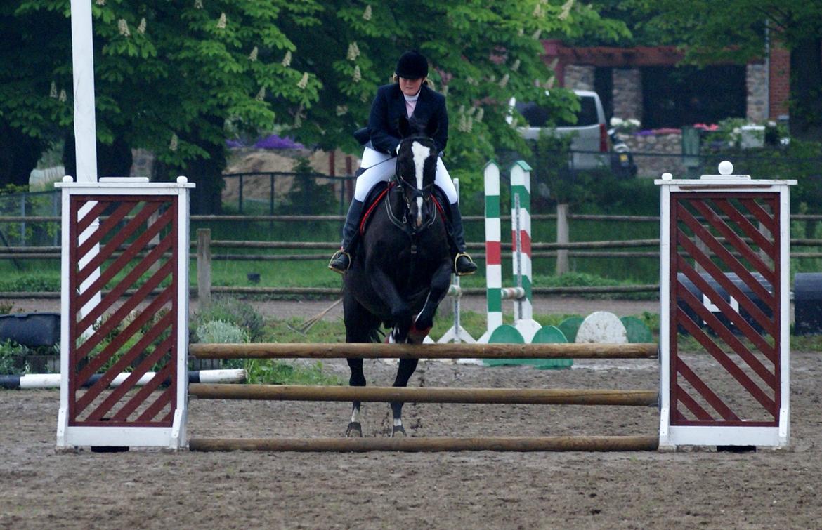 Dansk Varmblod Martinique billede 33