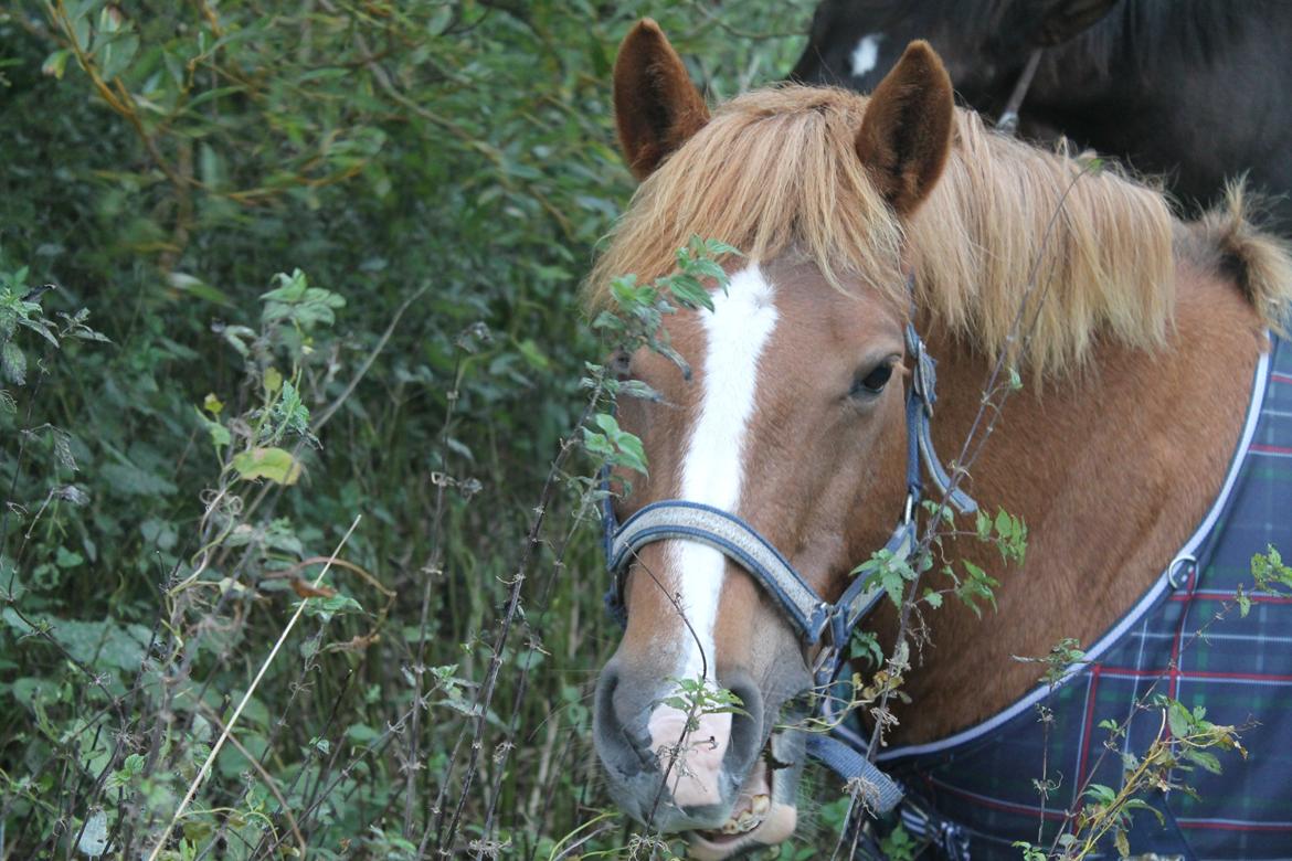 New Forest Engdalens Wendy - min bedste ven <3 - Skatte <3 Foto: Mig billede 30