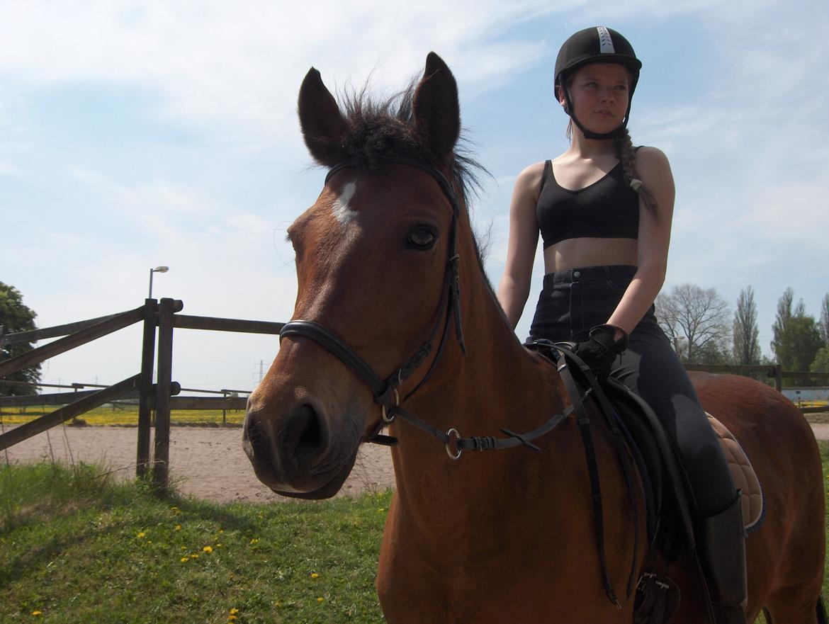 New Forest Firfod Joanna billede 1