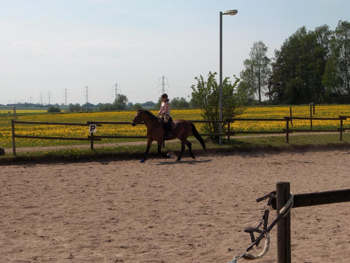 New Forest Firfod Joanna billede 5