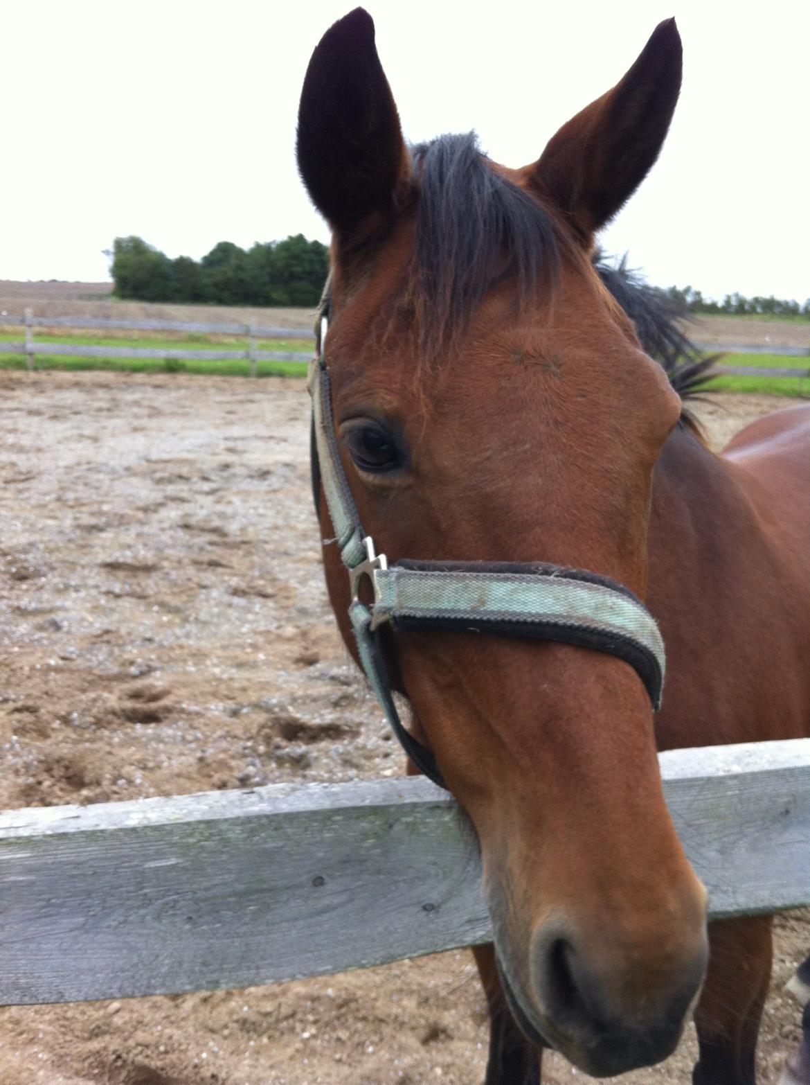 Tysk Sportspony Buglies Star billede 11