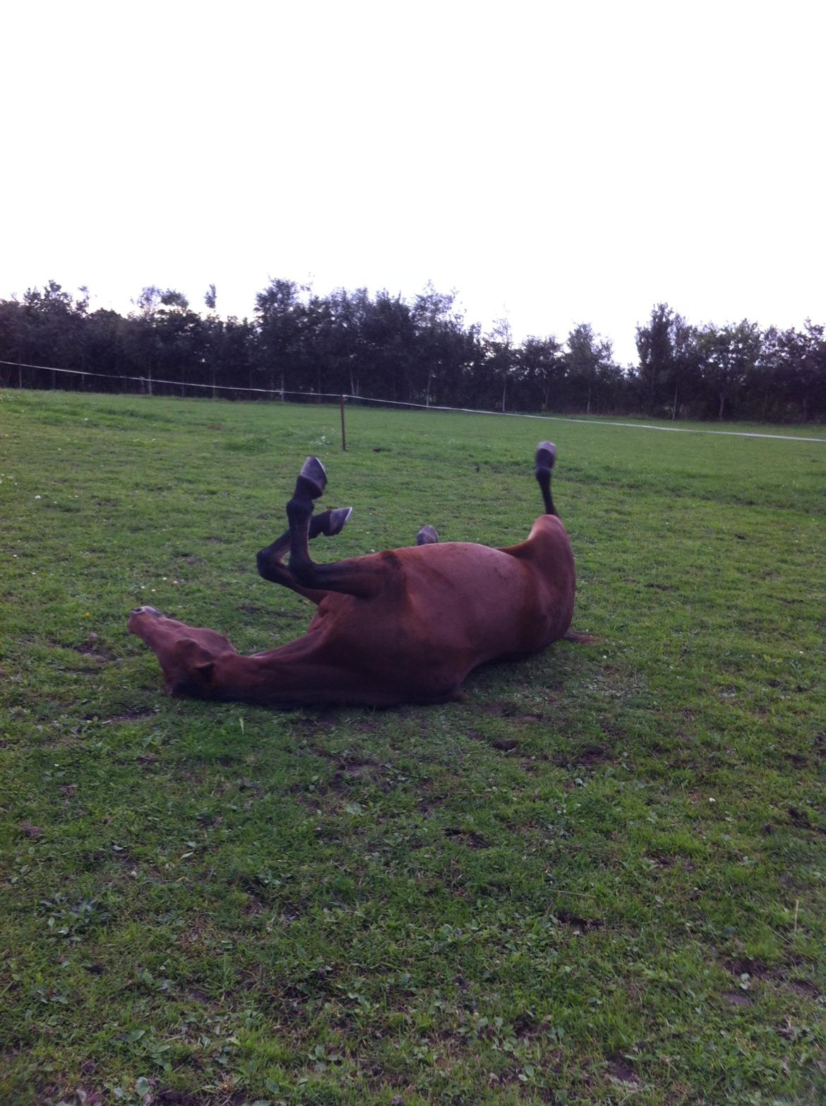 Tysk Sportspony Buglies Star billede 12