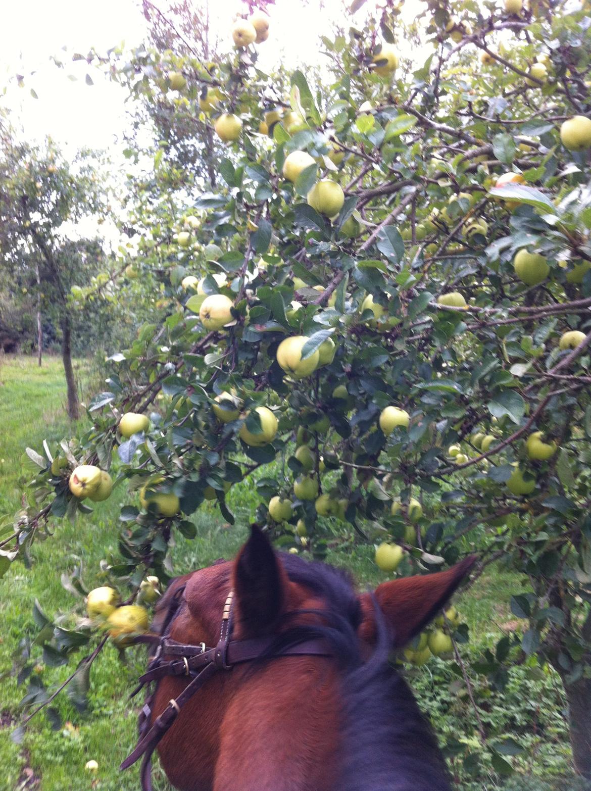 Tysk Sportspony Buglies Star billede 13