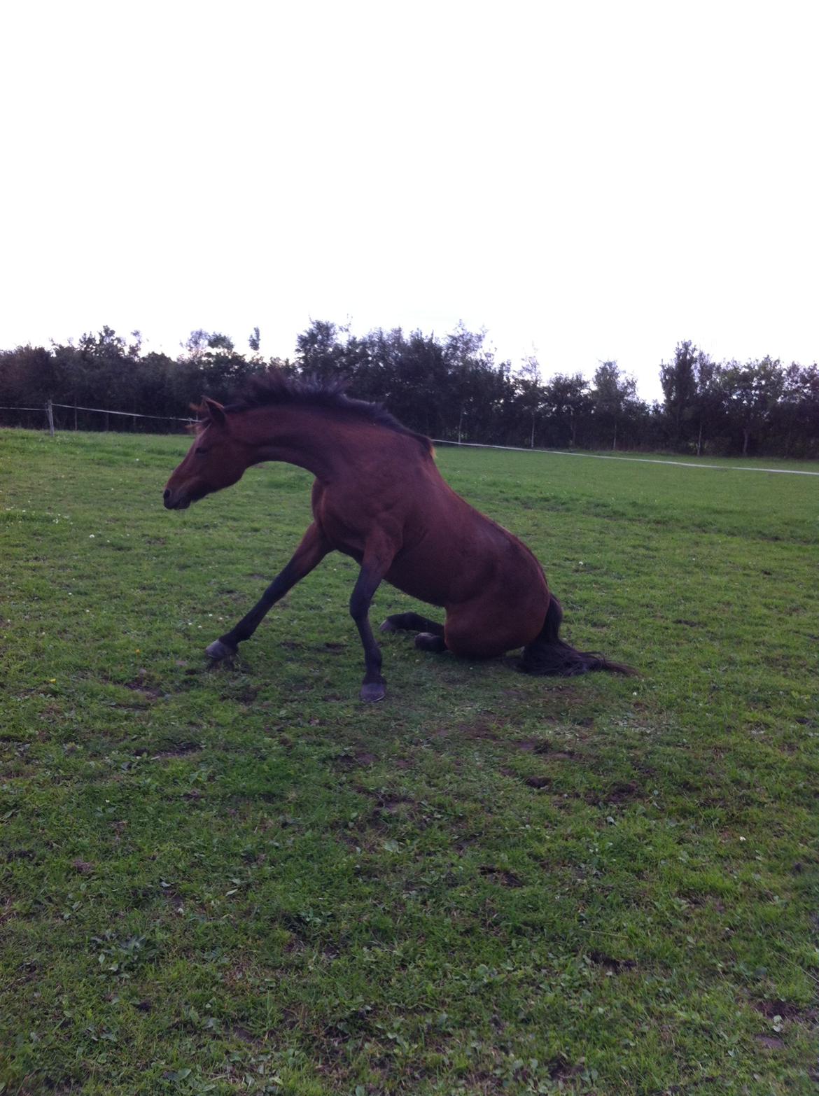 Tysk Sportspony Buglies Star billede 14