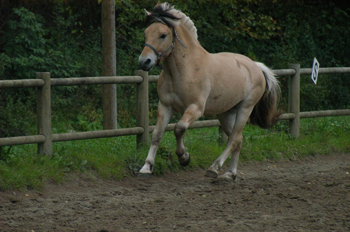 Fjordhest KRAGELUNDS TRYM - 05.10.13: Lækkermås <3 billede 13
