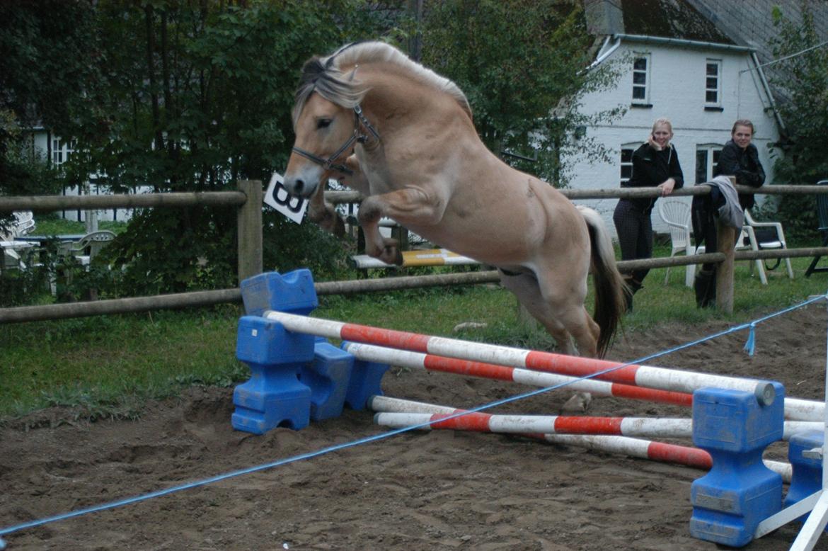 Fjordhest KRAGELUNDS TRYM - 05.10.13: Løsspringer for første gang :)  billede 14