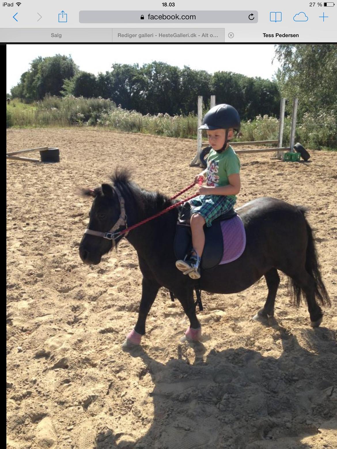 Shetlænder Rikke  billede 20