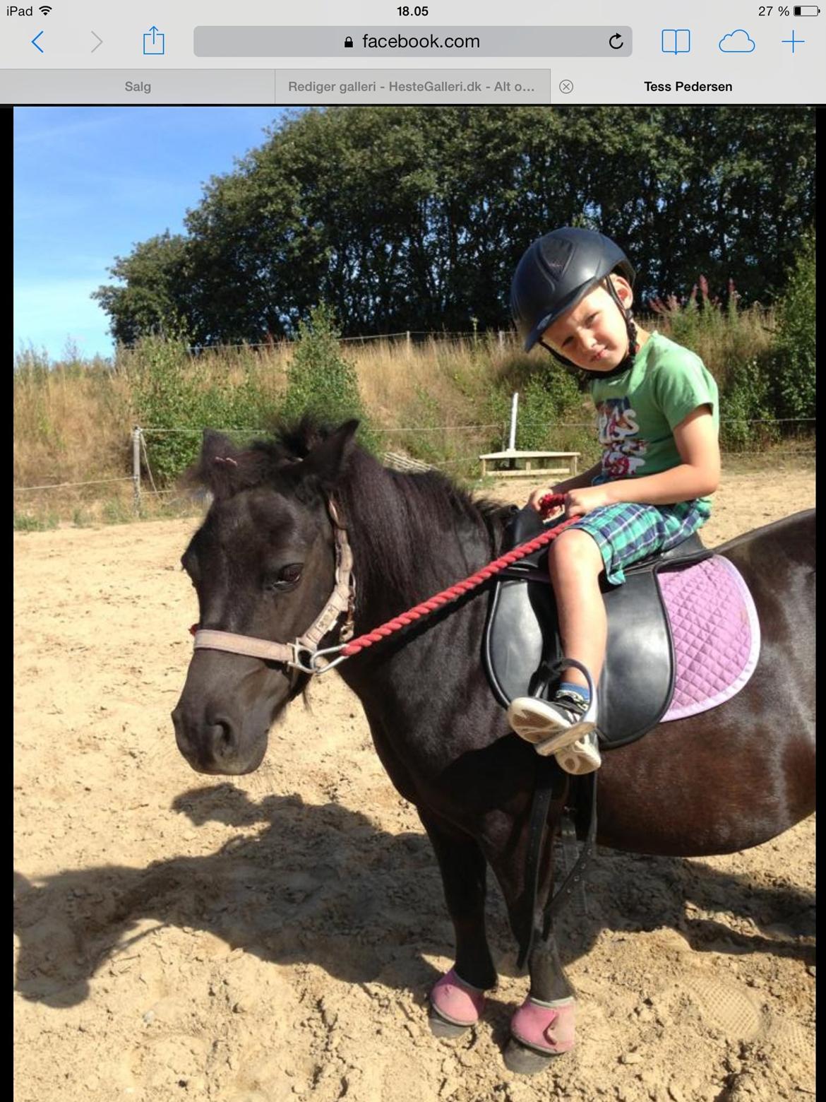 Shetlænder Rikke  billede 21