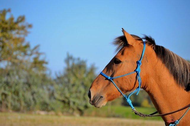 Anden særlig race Lukas billede 4
