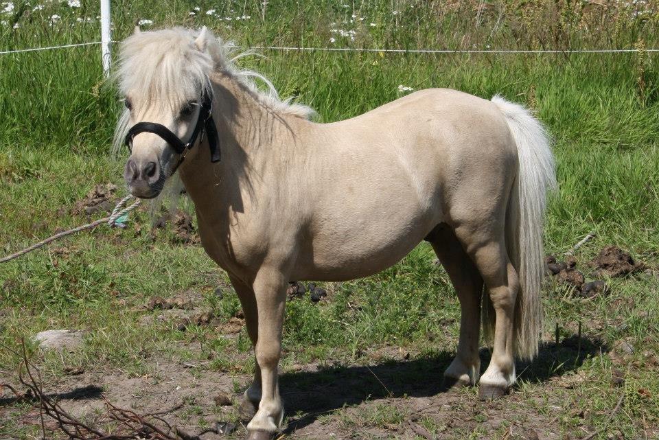 Miniature Buller billede 1