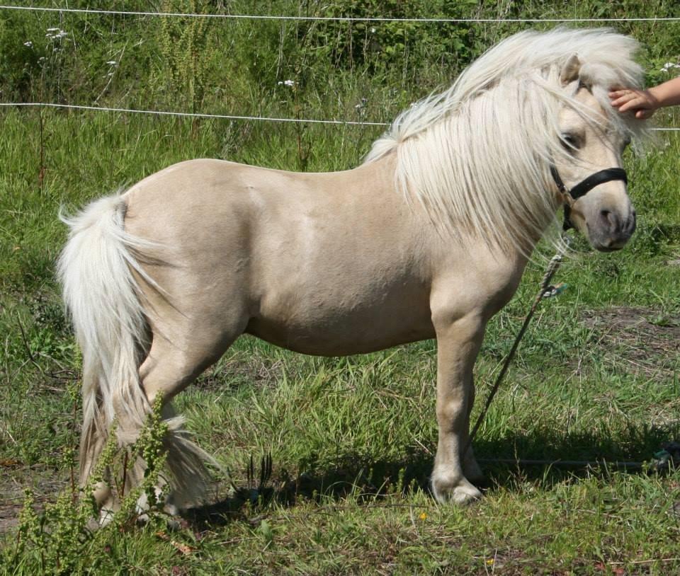 Miniature Buller billede 2