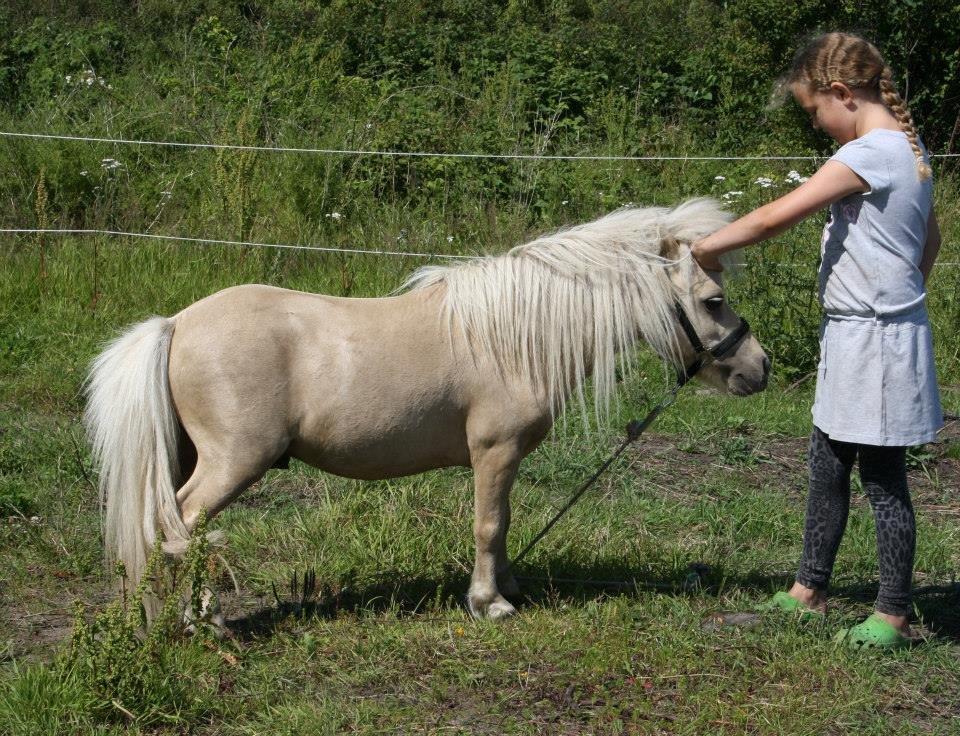 Miniature Buller billede 6