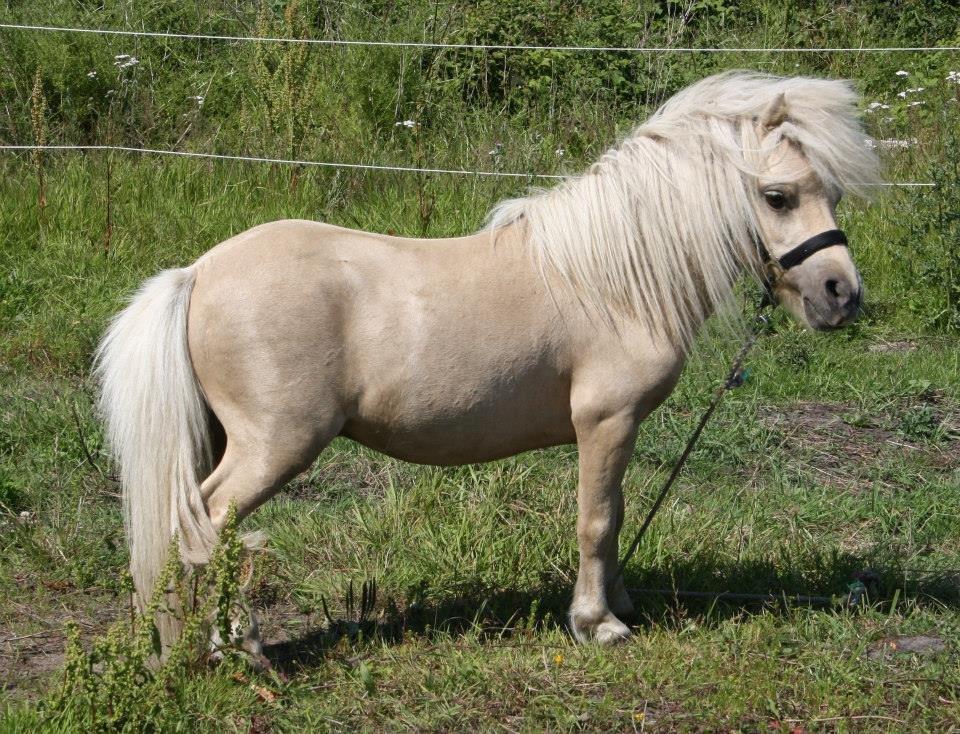 Miniature Buller billede 9