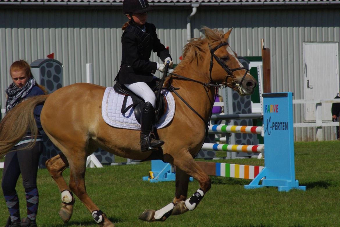 Anden særlig race Stald Poppels Snuggi billede 2