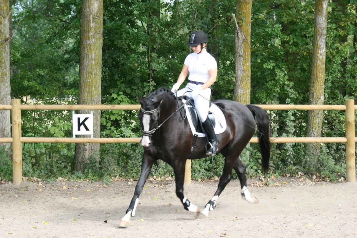 Dansk Varmblod Leonardo billede 1