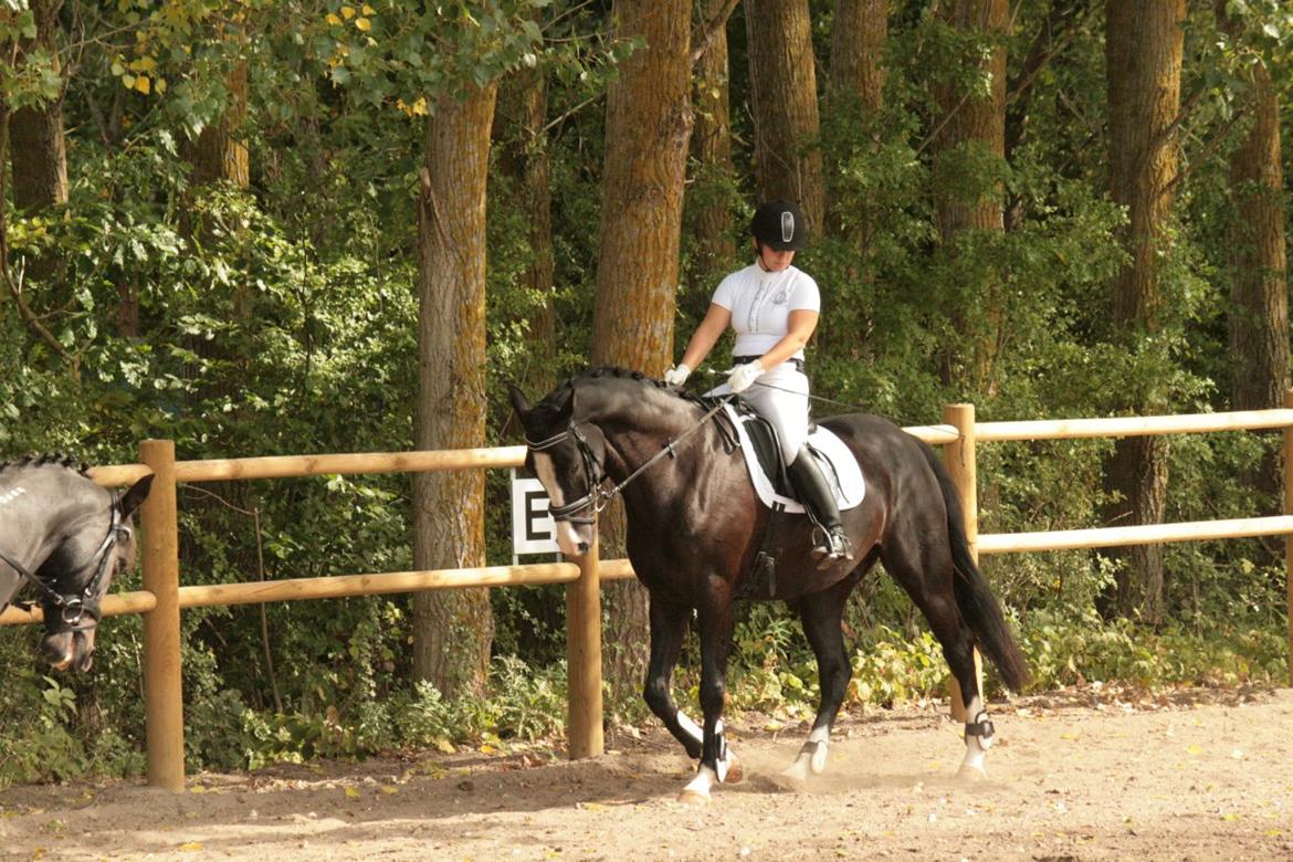 Dansk Varmblod Leonardo billede 2