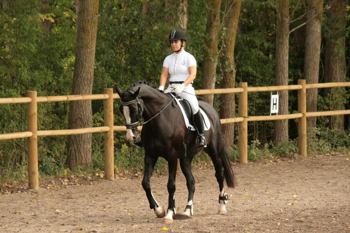 Dansk Varmblod Leonardo billede 3