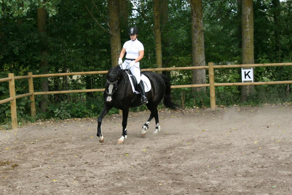 Dansk Varmblod Leonardo billede 4