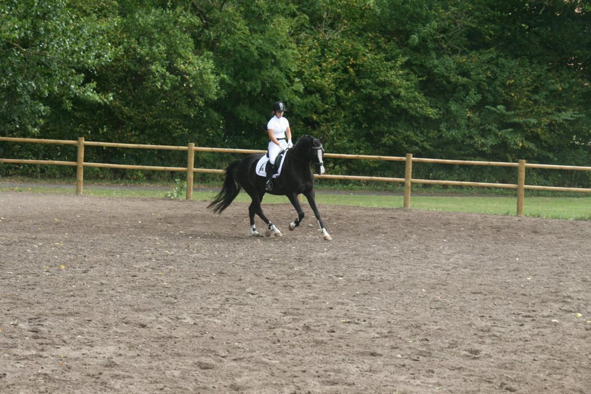 Dansk Varmblod Leonardo billede 5