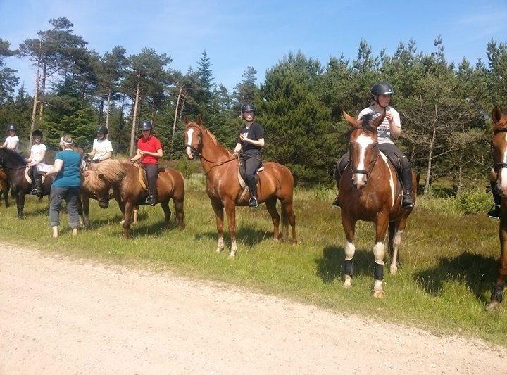Anden særlig race Pollux - første tærrentur på pollemanden<3 billede 3
